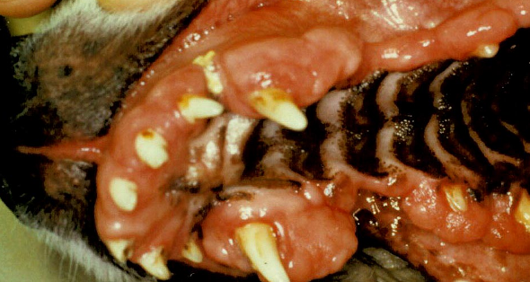 （2012）犬猫口腔增生，肿瘤