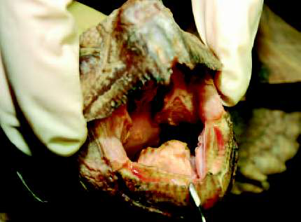 （2008）爬行动物感染性疾病