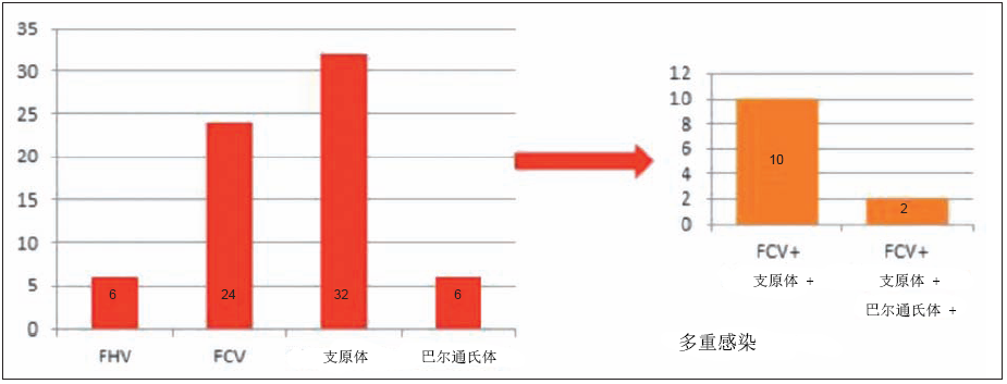 （2013）如何应对猫慢性上呼吸道感染?